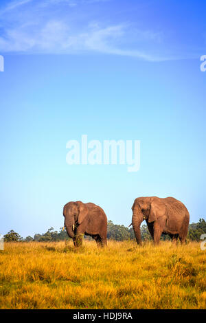 Les jeunes ont sauvé les éléphants de Knysna Elephant Park, Afrique du Sud Banque D'Images