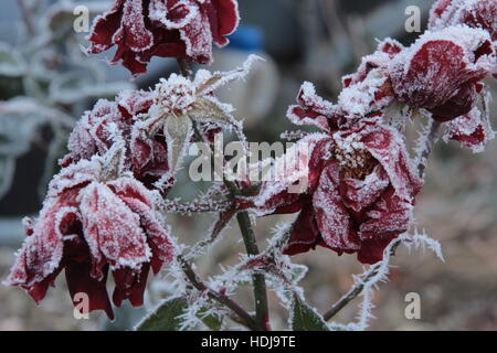 Jour Froid avec feuilles glacé Banque D'Images