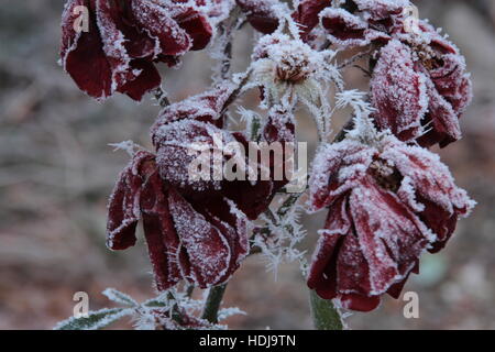 Jour Froid avec feuilles glacé Banque D'Images