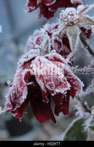 Jour Froid avec feuilles glacé Banque D'Images