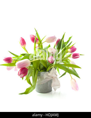 Tulipe rose en Pot zinc isolated over white Banque D'Images