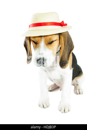 Petit chiot beagle assis avec chapeau sur isolated over white Banque D'Images