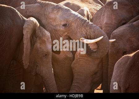 Un troupeau d'éléphants Addo Elephant National Park, Afrique du Sud. Photographié à la fin de l'après-midi du soleil. Banque D'Images