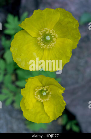 Meconopsis cambrica Welsh poppy deux fleurs jaune Banque D'Images