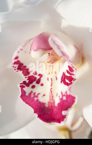 Close up voile orchid (Cymbidium) aux Pays-Bas Banque D'Images