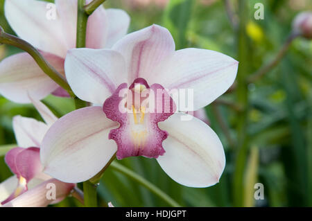 Close up voile orchid (Cymbidium) aux Pays-Bas Banque D'Images