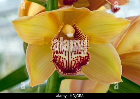 Close up voile orchid (Cymbidium) aux Pays-Bas Banque D'Images