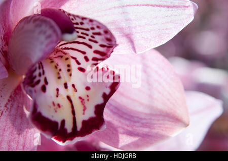 Close up voile orchid (Cymbidium) aux Pays-Bas Banque D'Images