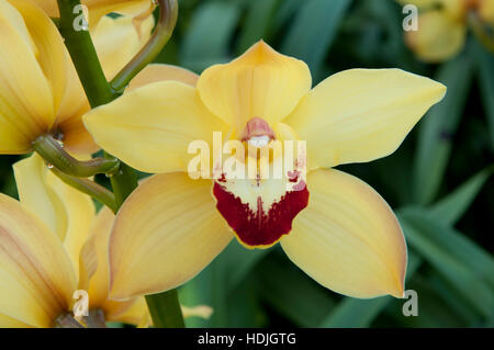 Close up voile orchid (Cymbidium) aux Pays-Bas Banque D'Images