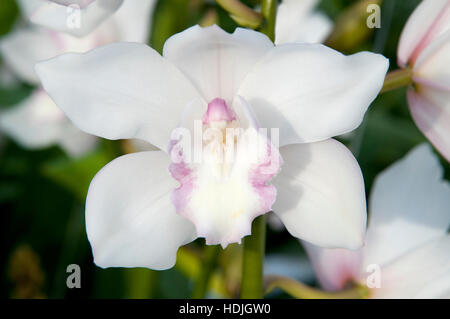 Close up voile orchid (Cymbidium) aux Pays-Bas Banque D'Images