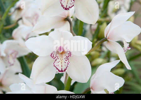 Close up voile orchid (Cymbidium) aux Pays-Bas Banque D'Images