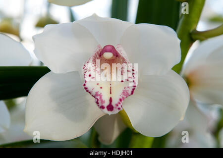 Close up voile orchid (Cymbidium) aux Pays-Bas Banque D'Images