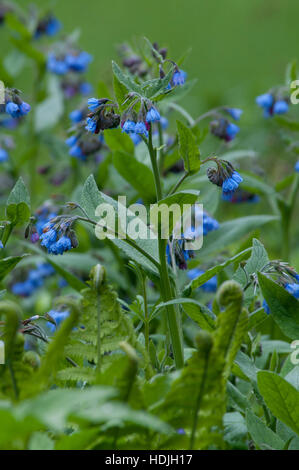 Floraison bleu Bruisewort (Symphytum officinale) dans un jardin verdoyant Banque D'Images