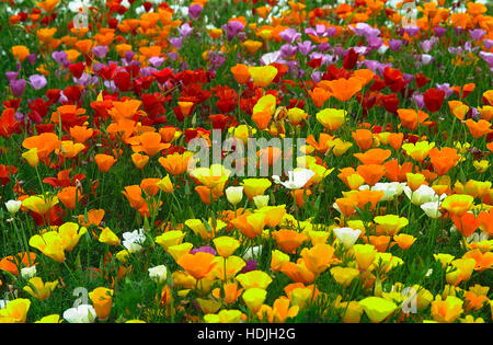 Escholzia est un genre de plantes vivaces ou annuelles 12 dans le coquelicot Papaveraceae (famille). Le genre a été nommé d'après le botaniste allemand Johann Baltique Banque D'Images