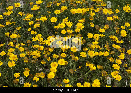 Glebionis segetum marigold (maïs). À Chypre et la Grèce, les feuilles et les pousses d'une variété appelée d'neromantilida sont consommées crues en salade ou Banque D'Images