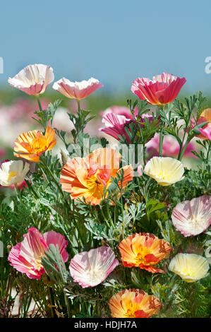 Escholzia est un genre de plantes vivaces ou annuelles 12 dans le coquelicot Papaveraceae (famille). Le genre a été nommé d'après le botaniste allemand Johann Baltique Banque D'Images