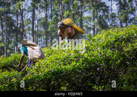 NUWARA ELIYA, SRI LANKA - Décembre 02 : femme plateau picker dans la plantation de thé à Nuwara Eliya, Décembre 02, 2016. Directement et indirectement, plus d'un milli Banque D'Images