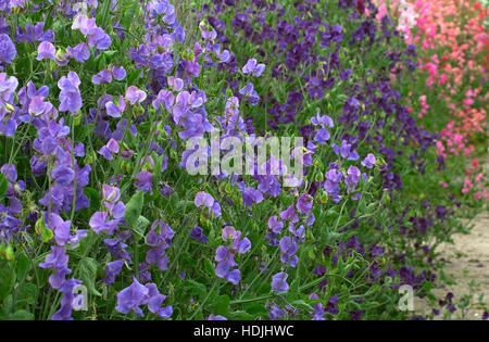 Bleu, violet, rouge et rose Lathyrus fleurs Banque D'Images