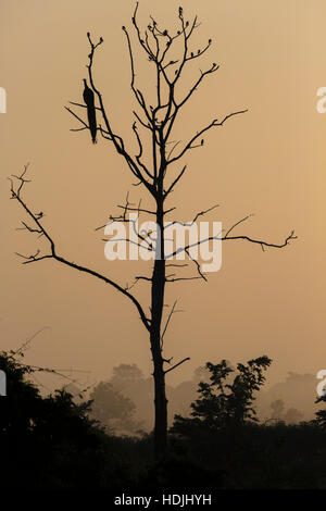 Grand arbre avec coin silhouette paon rouge lever de fond de ciel à Udawalawe National Park, Sir Lanka. Banque D'Images