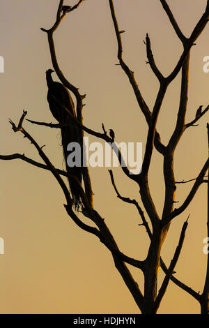 Grand arbre avec coin silhouette paon rouge lever de fond de ciel à Udawalawe National Park, Sir Lanka. Banque D'Images