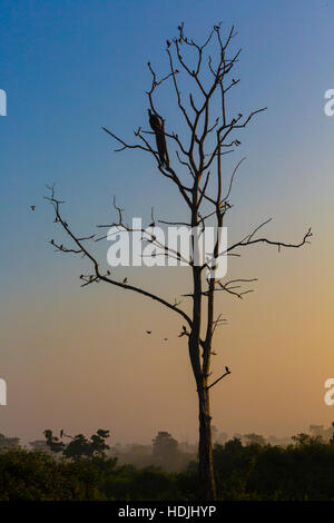 Grand arbre avec coin silhouette paon rouge lever de fond de ciel à Udawalawe National Park, Sir Lanka. Banque D'Images