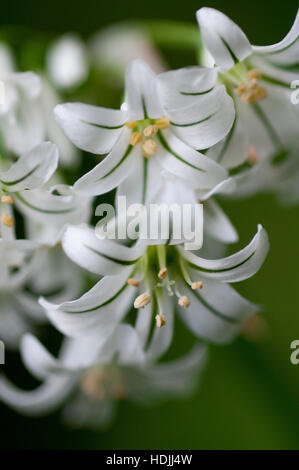 L'Ornithogalum longebracteatum, connue dans le langage courant comme les femmes enceintes, l'usine de l'oignon est une espèce d'Ornithogalum qui est souvent cultivé dans un housepl Banque D'Images