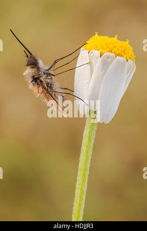 La grande Bee-fly, Bombylius major, est une abeille imiter. Les oeufs sont dévié par la femelle adulte vers l'entrée du souterrain de l'isolement des nids Banque D'Images
