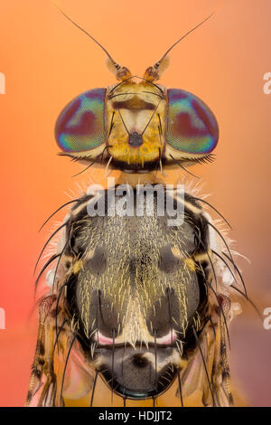 La mouche méditerranéenne, Ceratitis capitata, est l'un des plus destructeur des ravageurs de fruits. Mâle adulte, mouche méditerranéenne des fruits Ceratitis, ca Banque D'Images