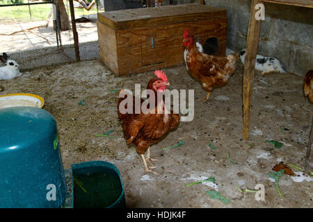 Rhode-island rouge Poulet dans leur course avec des lapins pour entreprise Banque D'Images