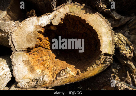 Un tronc d'arbre en décomposition dans une pile d'arbres Banque D'Images