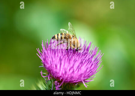 Nectar d'abeille d'un chardon Plumeless Bouclés Banque D'Images