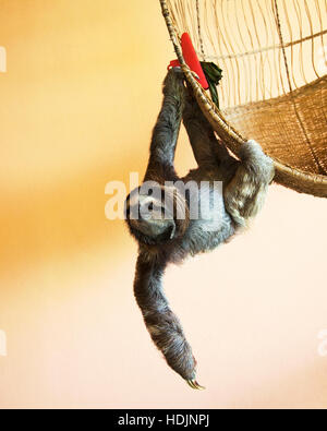 Sloth (Bradypus variegatus) secouru à trois doigts suspendu d'un panier au sanctuaire Sloth du Costa Rica Banque D'Images