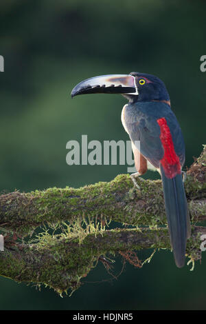 (Pteroglossus Aracari à collier torquatus) dans la forêt tropicale du Costa Rica Banque D'Images