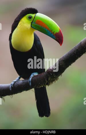 Toucan à bec de quille (Ramphastos sulfuratus) perché sur une branche d'arbre au Costa Rica Banque D'Images