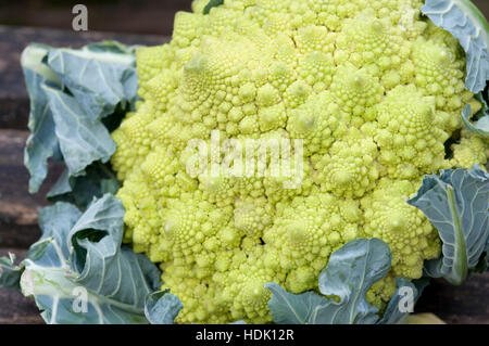 Les têtes de brocoli Romanesco Banque D'Images