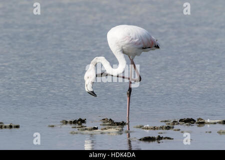 Flamant rose (Phoenicopterus caoutchouc) des profils debout dans l'eau peu profonde, Majorque, Îles Baléares, Espagne Banque D'Images