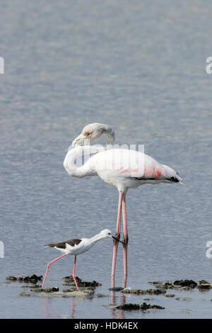 Flamant rose (Phoenicopterus caoutchouc) des profils debout dans l'eau peu profonde, avec Black-winged Stilt, Majorque, Îles Baléares, Espagne Banque D'Images