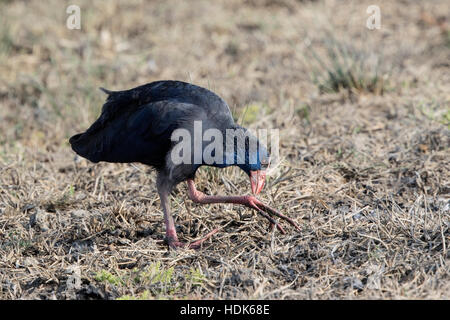 Purple gallinule talève sultane (Porphyrio ou porphyrio) nourrir dans des milieux humides à Majorque, Îles Baléares, Espagne Banque D'Images