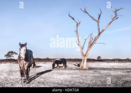 Poneys New Forest sous un arbre dans le Hampshire, England, UK Banque D'Images