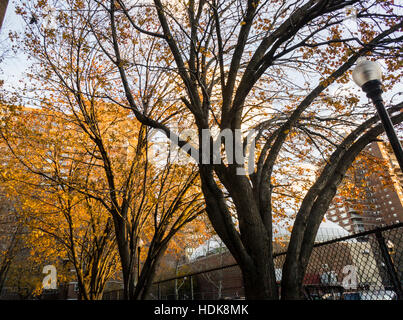 Feuillage d'automne dans le sud de Penn ensemble immobilier dans Chelsea à New York, le lundi 5 décembre 2016. (© Richard B. Levine) Banque D'Images