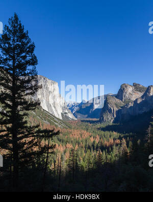 Vue montrant la vallée Yosemite avec arbres verts et beaucoup de pins morts et El Capitan à gauche et demi-dôme à la fin Banque D'Images