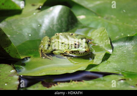 Libre d'une grenouille sur un étang Banque D'Images