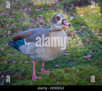 Egyptian goose à l'état sauvage Banque D'Images