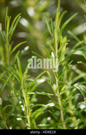 Romarin frais plantes dans le jardin. Herbe verte de plus en plus du soleil. Banque D'Images