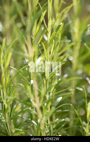 Romarin frais plantes dans le jardin. Herbe verte de plus en plus du soleil. Banque D'Images