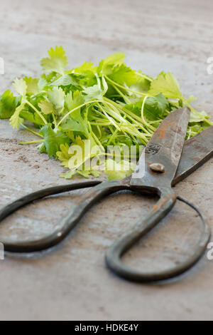 La coriandre et vintage des ciseaux. De coriandre fraîches coupées sur jardin table en pierre. Herbes bio vert. Banque D'Images