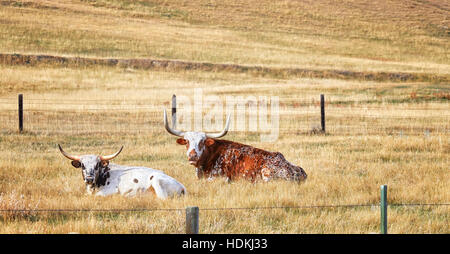 Deux Texas longhorns reposant sur un automne sec pré. Banque D'Images