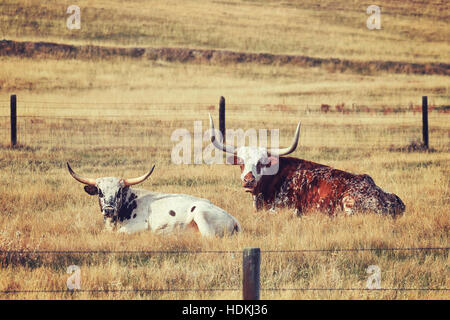 Deux tons rétro Texas longhorns reposant sur un automne sec pré. Banque D'Images