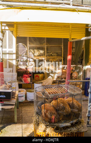 La volaille dans des cages au style Art Nouveau Mercado do Bolhão, produire de la viande et de marché, 1914, Porto (Porto), Portugal Banque D'Images