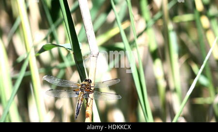 Grand dragon-fly sur fond reed Banque D'Images